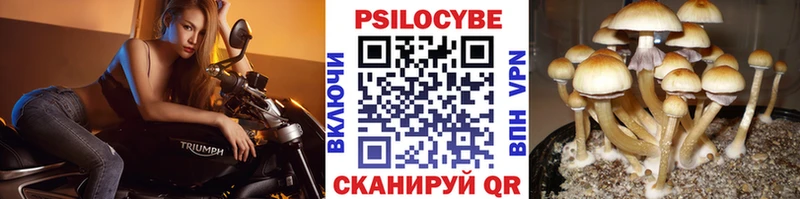 Псилоцибиновые грибы Psilocybine cubensis  Пучеж 